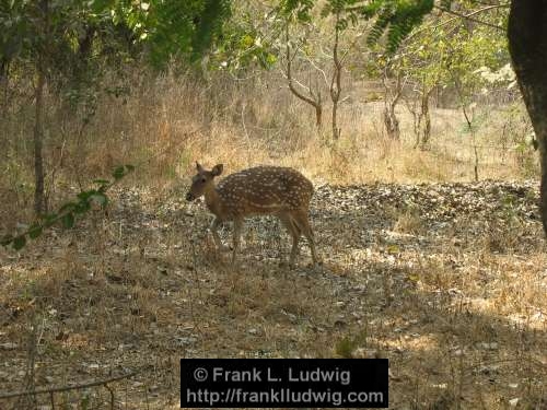 Spotted Deer, Maharashtra, Bombay, Mumbai, India